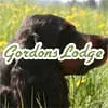 Gordon Setter - Gordons Lodge